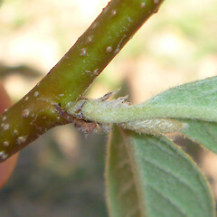 Stem node & leaf petiole; stem lenticels; Bowenvale Park, Port Hills, Christchurch.<br>Photographer: Dave Holland, Date taken: 09/12/2019, Licence: All rights reserved. <a class='member-message' href='/nzpcn/why-join-nzpcn/' target='_blank'>Members can view a larger version of this image.</a>