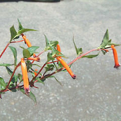 cult, Coromandel. Dec.<br>Photographer: John Smith-Dodsworth, Licence: <a target='_blank' href='https://creativecommons.org/licenses/by-nc/4.0'>CC BY-NC</a>.