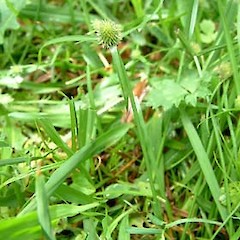 Cyperus brevifolius.<br>Photographer: John Smith-Dodsworth, Licence: <a target='_blank' href='https://creativecommons.org/licenses/by-nc/4.0'>CC BY-NC</a>.