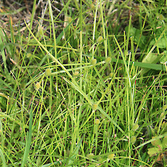 Habitat of Kyllinga brevifolia.<br>Photographer: Trevor James, Date taken: 21/01/2008, Licence: All rights reserved. <a class='member-message' href='/nzpcn/why-join-nzpcn/' target='_blank'>Members can view a larger version of this image.</a>