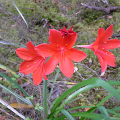 Cyrtanthus elatus - Wilson Park, Rangitoto Island.<br>Photographer: Mike Wilcox, Date taken: 10/03/2006, Licence: All rights reserved. <a class='member-message' href='/nzpcn/why-join-nzpcn/' target='_blank'>Members can view a larger version of this image.</a>