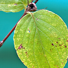 Adaxial surface of leaf. Kowhai Park, Whanganui. Jun 2011.<br>Photographer: Colin C. Ogle, Licence: <a target='_blank' href='https://creativecommons.org/licenses/by-nc/4.0'>CC BY-NC</a>. <a class='member-message' href='/nzpcn/why-join-nzpcn/' target='_blank'>Members can view a larger version of this image.</a>