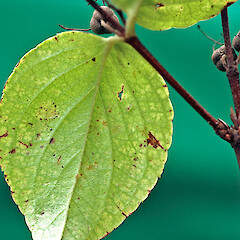 Abaxial surface of leaf. Kowhai Park, Whanganui. Jun 2011.<br>Photographer: Colin C. Ogle, Licence: <a target='_blank' href='https://creativecommons.org/licenses/by-nc/4.0'>CC BY-NC</a>. <a class='member-message' href='/nzpcn/why-join-nzpcn/' target='_blank'>Members can view a larger version of this image.</a>
