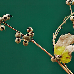 Fruit. Whanganui. Aug 2011.<br>Photographer: Colin C. Ogle, Licence: <a target='_blank' href='https://creativecommons.org/licenses/by-nc/4.0'>CC BY-NC</a>. <a class='member-message' href='/nzpcn/why-join-nzpcn/' target='_blank'>Members can view a larger version of this image.</a>
