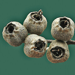 Fruit. Whanganui. Aug 2011.<br>Photographer: Colin C. Ogle, Licence: <a target='_blank' href='https://creativecommons.org/licenses/by-nc/4.0'>CC BY-NC</a>. <a class='member-message' href='/nzpcn/why-join-nzpcn/' target='_blank'>Members can view a larger version of this image.</a>
