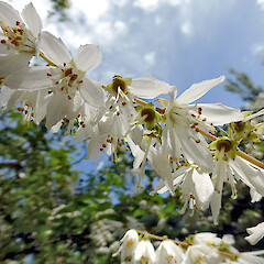 Kowhai Park, Whanganui.<br>Photographer: Colin C. Ogle, Licence: <a target='_blank' href='https://creativecommons.org/licenses/by-nc/4.0'>CC BY-NC</a>. <a class='member-message' href='/nzpcn/why-join-nzpcn/' target='_blank'>Members can view a larger version of this image.</a>