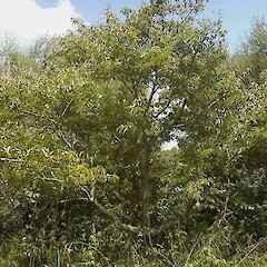 Howarth wetland, Te Aroha.<br>Photographer: John Smith-Dodsworth, Licence: <a target='_blank' href='https://creativecommons.org/licenses/by-nc/4.0'>CC BY-NC</a>. <a class='member-message' href='/nzpcn/why-join-nzpcn/' target='_blank'>Members can view a larger version of this image.</a>