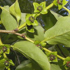 Female plant. Howarth wetland, Te Aroha.<br>Photographer: John Smith-Dodsworth, Licence: <a target='_blank' href='https://creativecommons.org/licenses/by-nc/4.0'>CC BY-NC</a>. <a class='member-message' href='/nzpcn/why-join-nzpcn/' target='_blank'>Members can view a larger version of this image.</a>