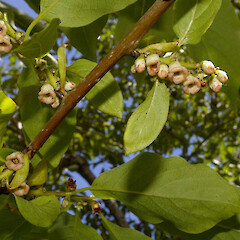 Male plant. Howarth wetland, Te Aroha.<br>Photographer: John Smith-Dodsworth, Licence: <a target='_blank' href='https://creativecommons.org/licenses/by-nc/4.0'>CC BY-NC</a>. <a class='member-message' href='/nzpcn/why-join-nzpcn/' target='_blank'>Members can view a larger version of this image.</a>