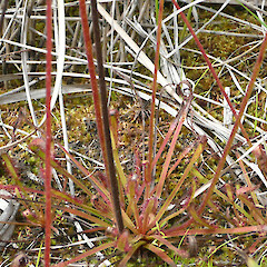 Drosera capensis.<br>Photographer: Kerry Bodmin, Date taken: 11/05/2008, Licence: All rights reserved. <a class='member-message' href='/nzpcn/why-join-nzpcn/' target='_blank'>Members can view a larger version of this image.</a>