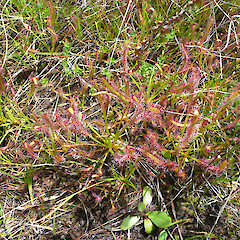 Drosera capensis.<br>Photographer: Paul Champion, Date taken: 27/10/2011, Licence: All rights reserved. <a class='member-message' href='/nzpcn/why-join-nzpcn/' target='_blank'>Members can view a larger version of this image.</a>