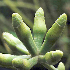 Flower buds in groups of 7. In cultivation, Wanganui.<br>Photographer: Colin C. Ogle, Date taken: 25/05/2010, Licence: <a target='_blank' href='https://creativecommons.org/licenses/by-nc/4.0'>CC BY-NC</a>.