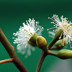 In cultivation, Whanganui. May 2011.<br>Photographer: Colin C. Ogle, Licence: <a target='_blank' href='https://creativecommons.org/licenses/by-nc/4.0'>CC BY-NC</a>. <a class='member-message' href='/nzpcn/why-join-nzpcn/' target='_blank'>Members can view a larger version of this image.</a>