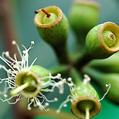 Immature fruit. In cultivation, Whanganui. May 2011.<br>Photographer: Colin C. Ogle, Licence: <a target='_blank' href='https://creativecommons.org/licenses/by-nc/4.0'>CC BY-NC</a>. <a class='member-message' href='/nzpcn/why-join-nzpcn/' target='_blank'>Members can view a larger version of this image.</a>