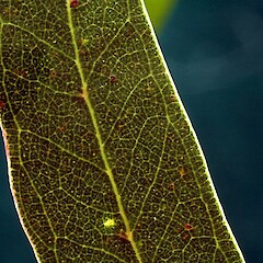 Leaf detail, Aramoho.<br>Photographer: Colin C. Ogle, Date taken: 20/04/2014, Licence: <a target='_blank' href='https://creativecommons.org/licenses/by-nc/4.0'>CC BY-NC</a>. <a class='member-message' href='/nzpcn/why-join-nzpcn/' target='_blank'>Members can view a larger version of this image.</a>