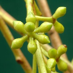 Flower buds in groups of 7.<br>Photographer: Colin C. Ogle, Date taken: 20/04/2014, Licence: <a target='_blank' href='https://creativecommons.org/licenses/by-nc/4.0'>CC BY-NC</a>. <a class='member-message' href='/nzpcn/why-join-nzpcn/' target='_blank'>Members can view a larger version of this image.</a>