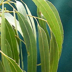 foliage, Aramoho, Wanganui.<br>Photographer: Colin C. Ogle, Date taken: 20/04/2014, Licence: <a target='_blank' href='https://creativecommons.org/licenses/by-nc/4.0'>CC BY-NC</a>. <a class='member-message' href='/nzpcn/why-join-nzpcn/' target='_blank'>Members can view a larger version of this image.</a>