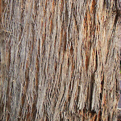 Eucalyptus muelleriana
