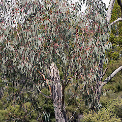 Eucalyptus sideroxylon