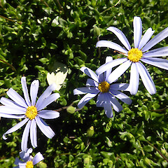 Garden plant, St John’s Hill, Whanganui.<br>Photographer: Colin C. Ogle, Date taken: 21/09/2019, Licence: <a target='_blank' href='https://creativecommons.org/licenses/by-nc/4.0'>CC BY-NC</a>. <a class='member-message' href='/nzpcn/why-join-nzpcn/' target='_blank'>Members can view a larger version of this image.</a>