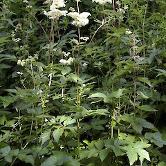 Filipendula ulmaria subsp. ulmaria.<br>Photographer: John Smith-Dodsworth, Licence: <a target='_blank' href='https://creativecommons.org/licenses/by-nc/4.0'>CC BY-NC</a>. <a class='member-message' href='/nzpcn/why-join-nzpcn/' target='_blank'>Members can view a larger version of this image.</a>