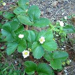 Fragaria ×ananassa