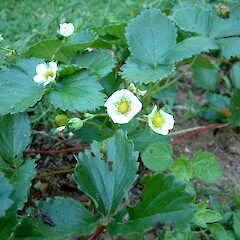 Fragaria ×ananassa.<br>Photographer: John Smith-Dodsworth, Licence: <a target='_blank' href='https://creativecommons.org/licenses/by-nc/4.0'>CC BY-NC</a>. <a class='member-message' href='/nzpcn/why-join-nzpcn/' target='_blank'>Members can view a larger version of this image.</a>