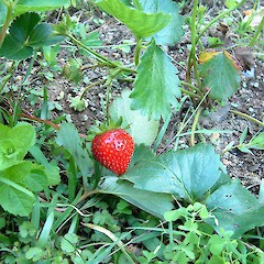 Fragaria ×ananassa.<br>Photographer: John Smith-Dodsworth, Licence: <a target='_blank' href='https://creativecommons.org/licenses/by-nc/4.0'>CC BY-NC</a>. <a class='member-message' href='/nzpcn/why-join-nzpcn/' target='_blank'>Members can view a larger version of this image.</a>