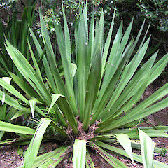 Furcraea selloa - Kawau Island.<br>Photographer: Mike Wilcox, Date taken: 31/05/2005, Licence: All rights reserved. <a class='member-message' href='/nzpcn/why-join-nzpcn/' target='_blank'>Members can view a larger version of this image.</a>