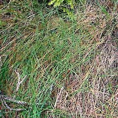 Showing growth habit, Oratia Valley.<br>Photographer: Peter J de Lange, Date taken: 08/03/2008, Licence: <a target='_blank' href='https://creativecommons.org/licenses/by-nc/4.0'>CC BY-NC</a>.