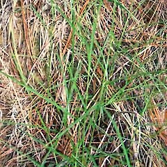 Showing Growth Habit, Oratia Valley.<br>Photographer: Peter J de Lange, Date taken: 08/03/2008, Licence: <a target='_blank' href='https://creativecommons.org/licenses/by-nc/4.0'>CC BY-NC</a>.