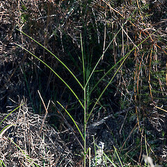 Oratia, Waitakere.<br>Photographer: Jeremy R. Rolfe, Date taken: 12/05/2008, Licence: <a target='_blank' href='https://creativecommons.org/licenses/by/4.0'>CC BY</a>. <a class='member-message' href='/nzpcn/why-join-nzpcn/' target='_blank'>Members can view a larger version of this image.</a>