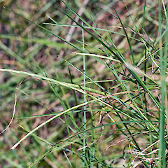 Oratia, Waitakere.<br>Photographer: Jeremy R. Rolfe, Date taken: 12/05/2008, Licence: <a target='_blank' href='https://creativecommons.org/licenses/by/4.0'>CC BY</a>. <a class='member-message' href='/nzpcn/why-join-nzpcn/' target='_blank'>Members can view a larger version of this image.</a>