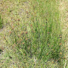 Juncus effusus var. compactus