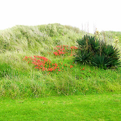 Lachenalia bulbifera