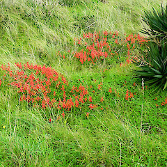 Large patch on dunes, in flower beside Yucca; Castlecliff Beach.<br>Photographer: Lynne Douglas, Date taken: 04/07/2016, Licence: All rights reserved. <a class='member-message' href='/nzpcn/why-join-nzpcn/' target='_blank'>Members can view a larger version of this image.</a>