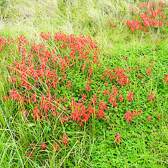 Large patch in flower in dunes; Castlecliff Beach.<br>Photographer: Lynne Douglas, Date taken: 04/07/2016, Licence: All rights reserved. <a class='member-message' href='/nzpcn/why-join-nzpcn/' target='_blank'>Members can view a larger version of this image.</a>