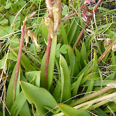 Fading flowers + plain green leaves; in dunes, Castlecliff Beach.<br>Photographer: Lynne Douglas, Date taken: 14/09/2016, Licence: All rights reserved. <a class='member-message' href='/nzpcn/why-join-nzpcn/' target='_blank'>Members can view a larger version of this image.</a>