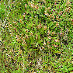 Fading flowers + plain green leaves; in dunes, Castlecliff Beach.<br>Photographer: Lynne Douglas, Date taken: 14/09/2016, Licence: All rights reserved. <a class='member-message' href='/nzpcn/why-join-nzpcn/' target='_blank'>Members can view a larger version of this image.</a>