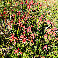 Dunes; Bamber St, Castlecliff, Whanganui.<br>Photographer: Colin C. Ogle, Date taken: 20/06/2017, Licence: <a target='_blank' href='https://creativecommons.org/licenses/by-nc/4.0'>CC BY-NC</a>. <a class='member-message' href='/nzpcn/why-join-nzpcn/' target='_blank'>Members can view a larger version of this image.</a>