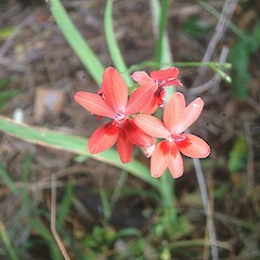 Coromandel, Sept.<br>Photographer: John Smith-Dodsworth, Licence: <a target='_blank' href='https://creativecommons.org/licenses/by-nc/4.0'>CC BY-NC</a>. <a class='member-message' href='/nzpcn/why-join-nzpcn/' target='_blank'>Members can view a larger version of this image.</a>
