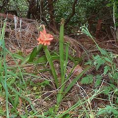 Coromandel, Sept.<br>Photographer: John Smith-Dodsworth, Licence: <a target='_blank' href='https://creativecommons.org/licenses/by-nc/4.0'>CC BY-NC</a>. <a class='member-message' href='/nzpcn/why-join-nzpcn/' target='_blank'>Members can view a larger version of this image.</a>