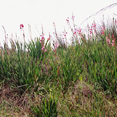 Castlecliff dunes, Wanganui. Oct 1998.<br>Photographer: Colin C. Ogle, Licence: <a target='_blank' href='https://creativecommons.org/licenses/by-nc/4.0'>CC BY-NC</a>.