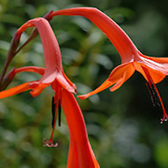ex Castlecliff, Wanganui. Nov 2005.<br>Photographer: Colin C. Ogle, Licence: <a target='_blank' href='https://creativecommons.org/licenses/by-nc/4.0'>CC BY-NC</a>.