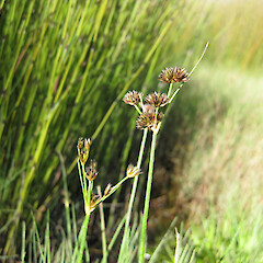 Juncus sonderianus