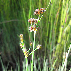 Juncus sonderianus.<br>Photographer: Bec Stanley, Licence: <a target='_blank' href='https://creativecommons.org/licenses/by-sa/4.0'>CC BY-SA</a>. <a class='member-message' href='/nzpcn/why-join-nzpcn/' target='_blank'>Members can view a larger version of this image.</a>
