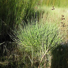 Juncus sonderianus.<br>Photographer: Bec Stanley, Licence: <a target='_blank' href='https://creativecommons.org/licenses/by-sa/4.0'>CC BY-SA</a>. <a class='member-message' href='/nzpcn/why-join-nzpcn/' target='_blank'>Members can view a larger version of this image.</a>