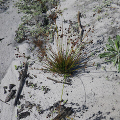 Juncus sonderianus.<br>Photographer: Paul Champion, Date taken: 09/04/2013, Licence: All rights reserved. <a class='member-message' href='/nzpcn/why-join-nzpcn/' target='_blank'>Members can view a larger version of this image.</a>