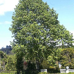 Liriodendron tulipifera