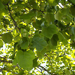Liriodendron tulipifera.<br>Photographer: John Smith-Dodsworth, Licence: <a target='_blank' href='https://creativecommons.org/licenses/by-nc/4.0'>CC BY-NC</a>. <a class='member-message' href='/nzpcn/why-join-nzpcn/' target='_blank'>Members can view a larger version of this image.</a>